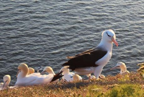 Schwarzbrauen-Albatros auf Helgoland
