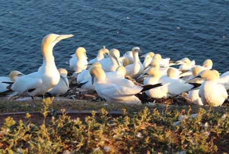 Basstoelpel auf Helgoland 2